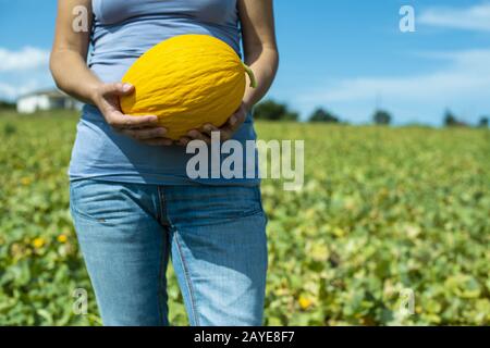 Harvest canary melons. Sunny day. Picking yellow melons in plantation. Stock Photo