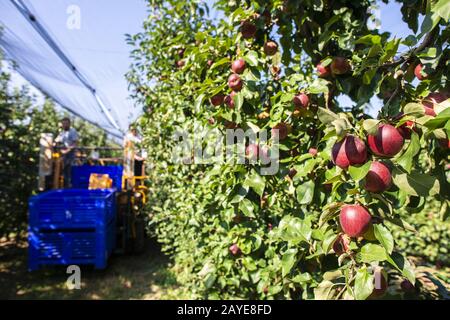 Harvest apples in big industrial apple orchard. Machine for picking apples. Stock Photo