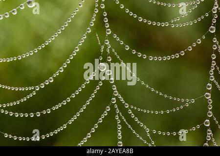 dew drops on spider web macro Stock Photo