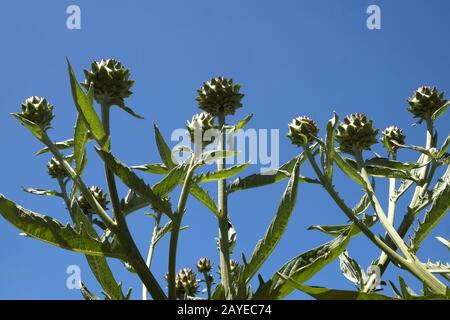 Artichokes Stock Photo