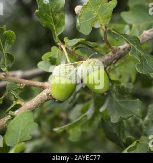 Acorns Stock Photo