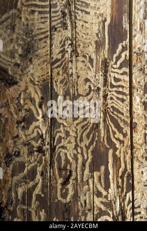 Bark beetles: the brood burrows Stock Photo