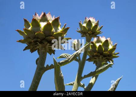 Artichokes Stock Photo