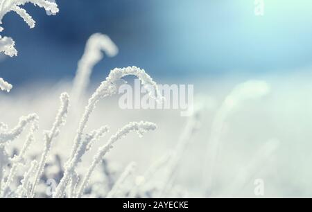 Frozen grass Stock Photo