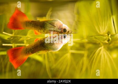 Female Guppy Poecilia reticulata colorful rainbow tropical aquarium fish Stock Photo
