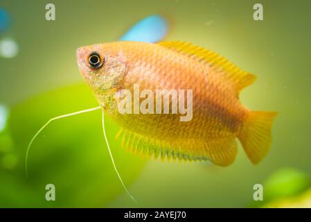 Honey gourami Trichogaster chuna tropical aquarium fish in fish tank Stock Photo