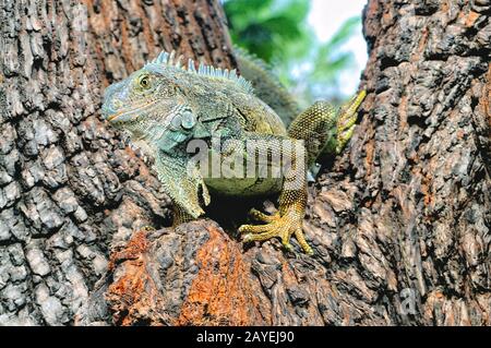 Iguana on the tree Stock Photo