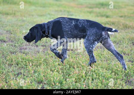 Hunting dog breed German Wirehaired pointer on the walk Stock Photo
