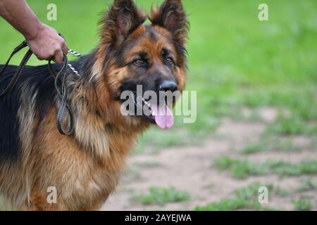 Dog breed German Shepherd on a walk in the summer Stock Photo