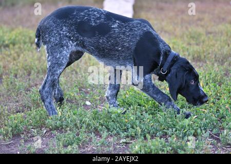 Hunting dog breed German Wirehaired pointer on the walk Stock Photo
