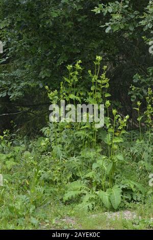 Cirsium oleraceum Stock Photo