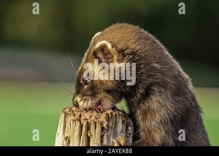 Polecats Stock Photo