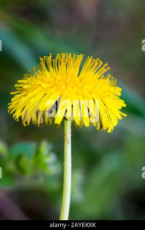with a rich yellow flowering dandelion Stock Photo