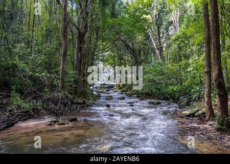 Small river surrounded by trees in the jungle in northern Thailand