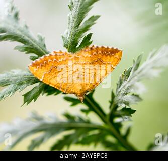 a butterfly sits on a plant in summer Stock Photo