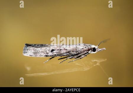 a macro of a moth sitting on a glass pane Stock Photo