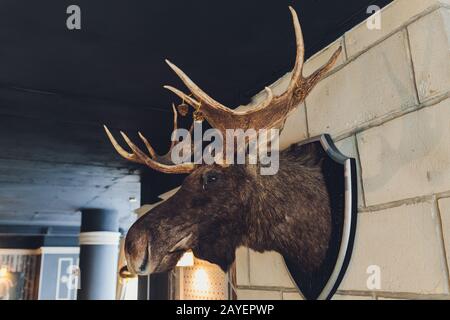 the head of a dead deer with horns and fur on the wall in the room Stock Photo