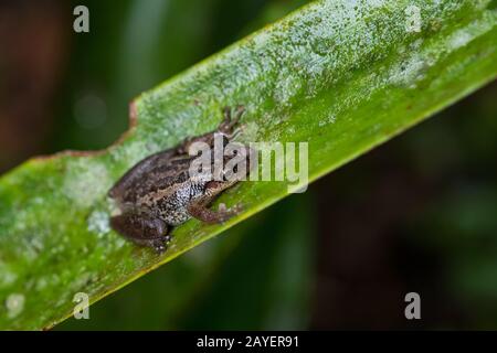 Tree frog - Scinax quinquefasciatus, beautiful small frog from Andean forests, Wild Sumaco lodge, Ecuador. Stock Photo