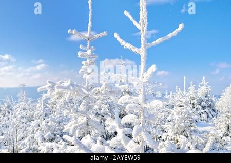 white splendor in the winter forest