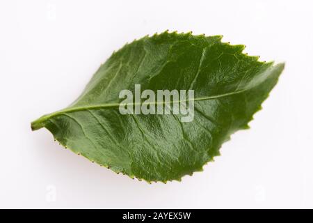 Green tea leaf isolated on white background Stock Photo