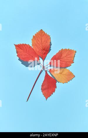 Red grape leaves branch with hard shadows on a blue background. Stock Photo