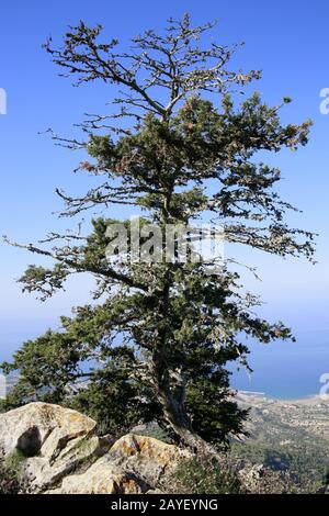 Cyprus cedar (Cedrus libani var. Brevifolia) at ruin Kantara Stock Photo