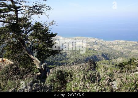 Cyprus cedar (Cedrus libani var. Brevifolia) at ruin Kantara Stock Photo