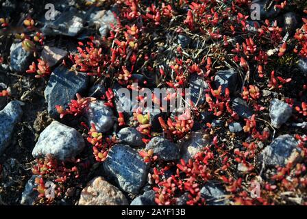 Pink small leaves of young plants sprouts growing through rough crushed stones, close up detail, natural organic background top view Stock Photo