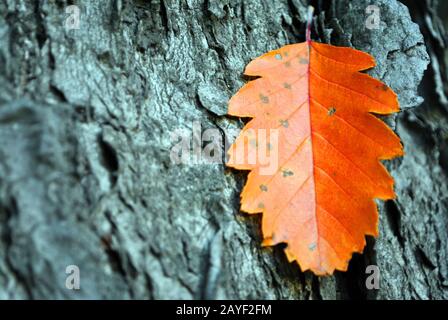 Sorbus  hybrida (oakleaf mountain ash, Swedish service-tree, Finnish whitebeam) bright red autumn leaf on rough gray tree trunk bark background Stock Photo