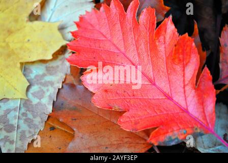 Sorbus  hybrida (oakleaf mountain ash, Swedish service-tree, Finnish whitebeam) bright red autumn leaf on colorful leaves background Stock Photo