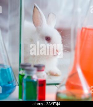 White rabbit in scientific lab experiment Stock Photo - Alamy