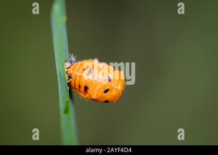 Macro of a larva of a ladybug on a blade of grass Stock Photo