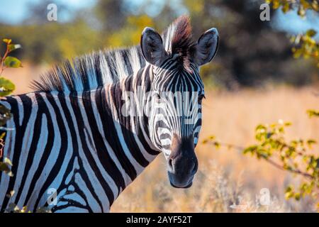 Zebra in african bush, Okavango, Botsvana Africa Stock Photo