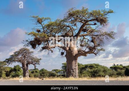 majestic tree Baobab,, Namibia Africa Stock Photo