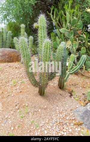 Cordoba Argentina stetsonia coryne cactus Stock Photo