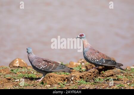 speckled pigeon Ethiopia, Africa wildlife Stock Photo