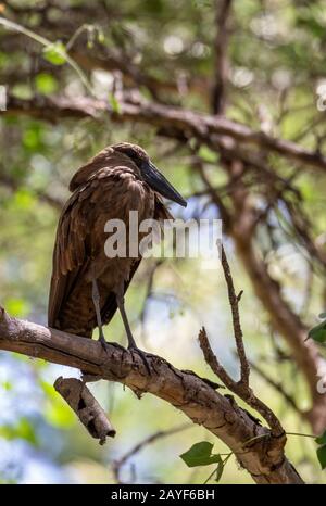 water bird Hamerkop Ethiopia Africa wildlife Stock Photo