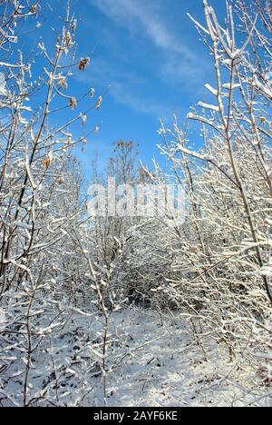 Trees covered with snow,  glade in forest, winter landscape, blue cloudy sky background Stock Photo