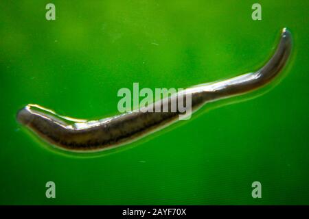 Macro of an Asian leech, about 1 cm long Stock Photo