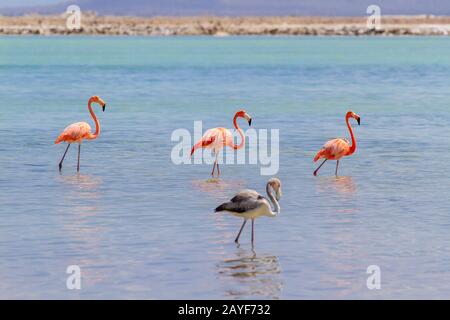 Group of red flamingos in lake on coast Stock Photo