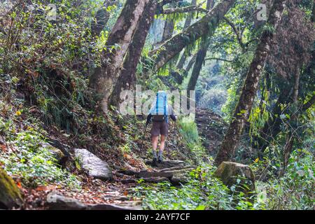 Hike in Nepal jungle Stock Photo