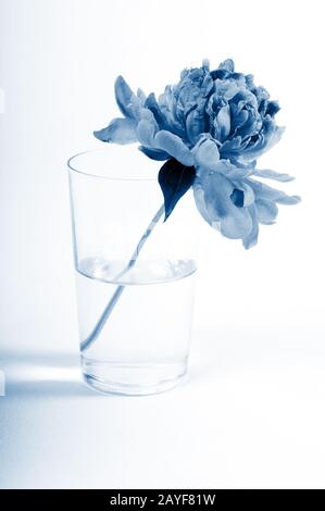 Beautiful small peony isolated on white, studio shooting. In trendy classic blue colors Stock Photo