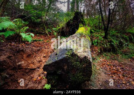 Large fallen tree trunk covered in green moss, Glenariff Forest Park, Northern Ireland Stock Photo