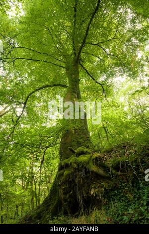 A beech tree growing on a hillside with its roots exposed due to soil erosion. Hawkcombe Woods National Nature Reserve, Exmoor, Somerset, England. Stock Photo