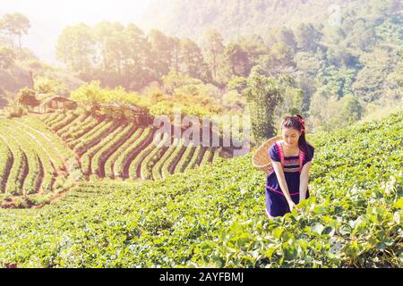 Young Tribal Asian women from Thailand picking tea leaves on tea field plantation in the morning at doi ang khang national park , Chiang Mai, Thailand Stock Photo