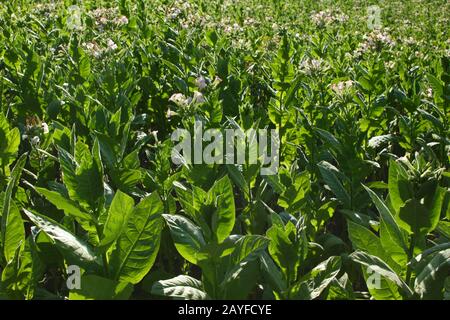 Flowering tobacco plant in the pasture Stock Photo