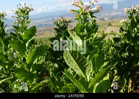 Flowering tobacco plant in the pasture Stock Photo