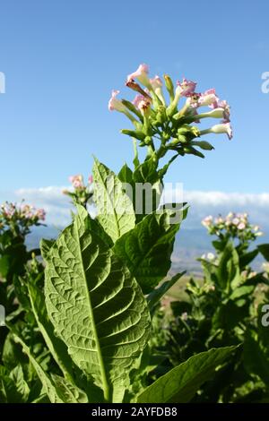 Flowering tobacco plant in the pasture Stock Photo