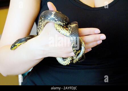 Woman's Hands Holding Common Snake. Grass Snake Natrix natrix on a human hands. Person caught a snake and holding her in the hands. The danger of Stock Photo