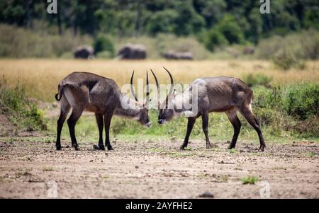 Two adult male defassa watebucks, kobus ellipsiprymnus defassa, square up to look horns in a battle for nerd dominance. Masai Mara, Kenya. Stock Photo